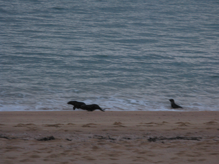 seals