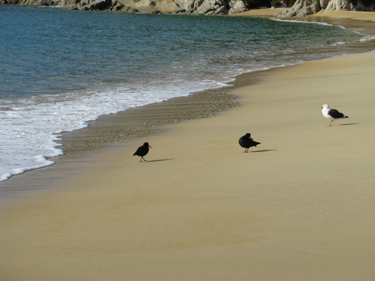 variable oyster catcher